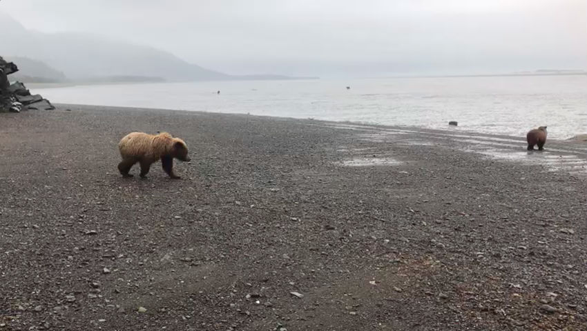 bear viewing in Alaska