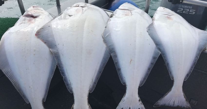 Halibut fishing in Alaska