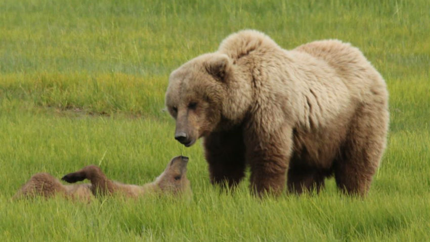 Alaska Bear Viewing