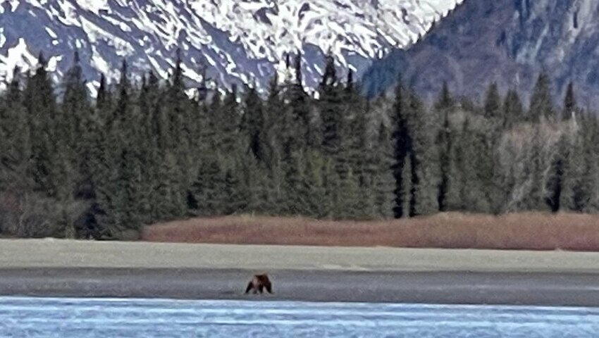 Alaska Bear Viewing