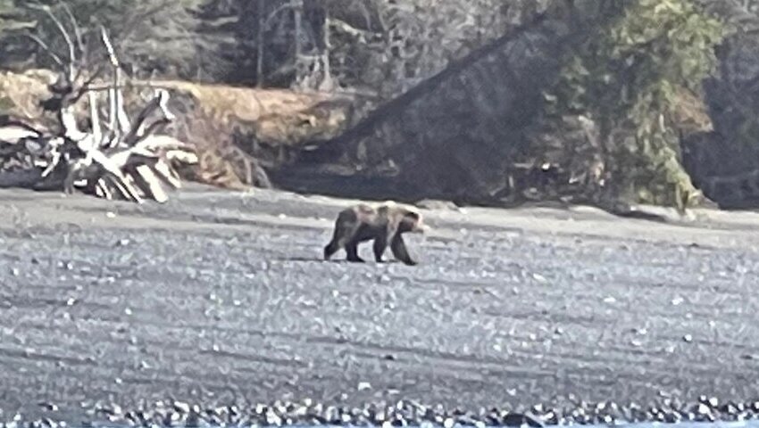 Alaska Bear Viewing