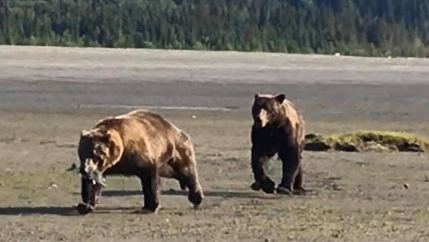 bear viewing alaska