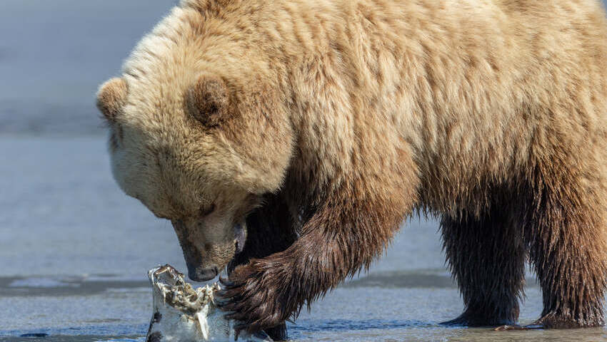 bear viewing alaska