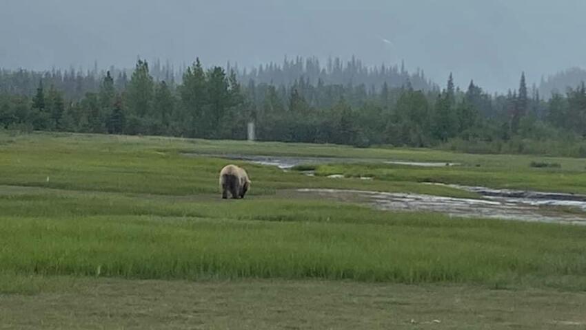 bear viewing alaska