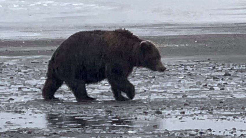 bear viewing alaska