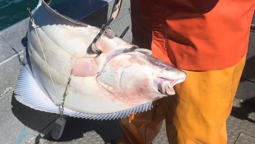 halibut fishing alaska