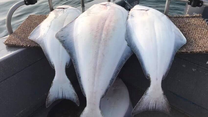 halibut fishing alaska