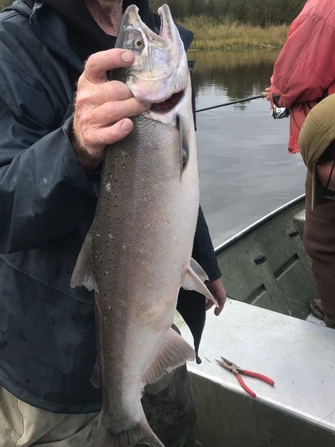 salmon fishing in alaska