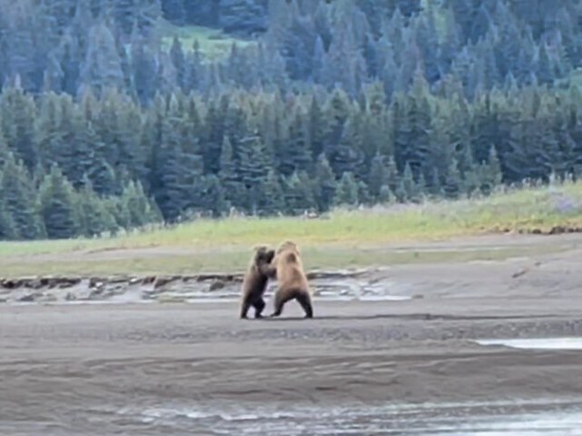 Bear Viewing in Alaska