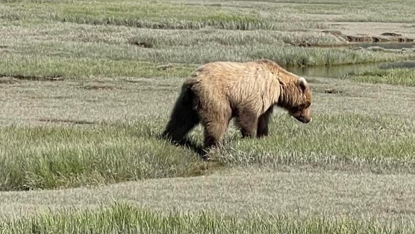 Bear Viewing in Alaska