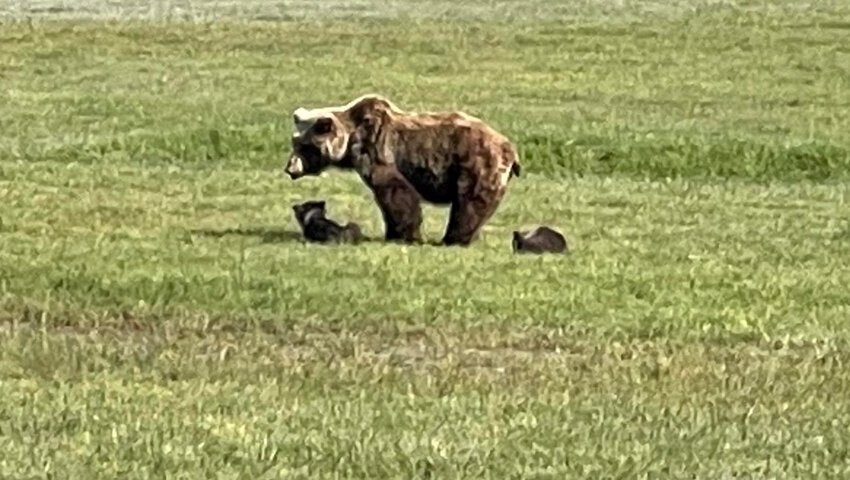 Bear Viewing in Alaska