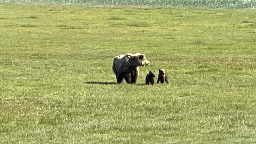 Bear Viewing in Alaska