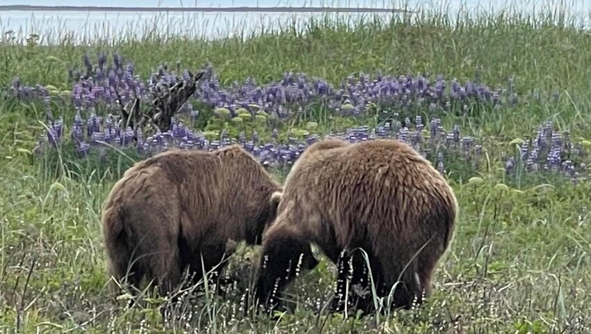 Bear Viewing in Alaska