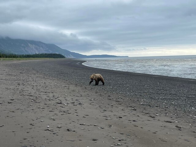 Bear Viwing in Alaska