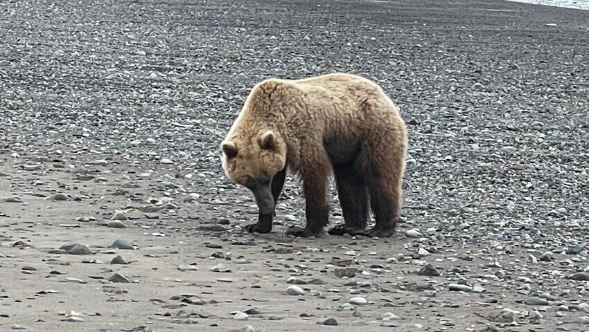 Bear Viwing in Alaska