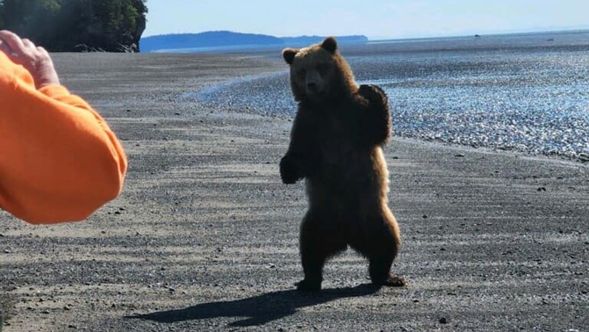 bear viewing alaska