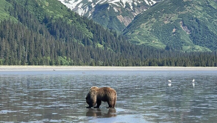 chinitna bay bear tours