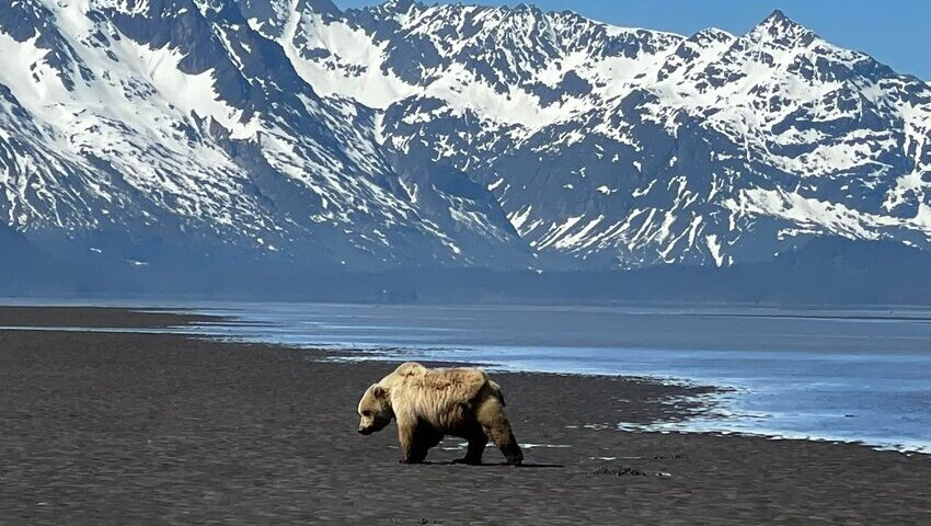 katmai bear viewing tours