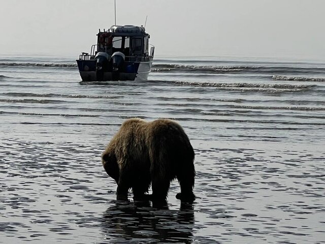 Bear Viewing in Alaska