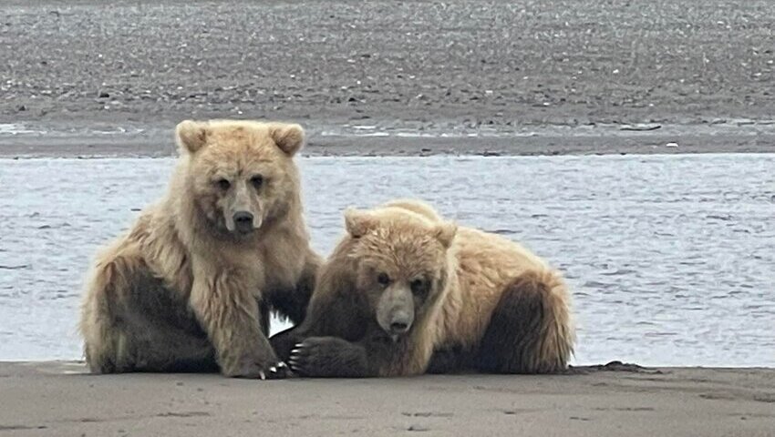 Bear Viewing in Alaska