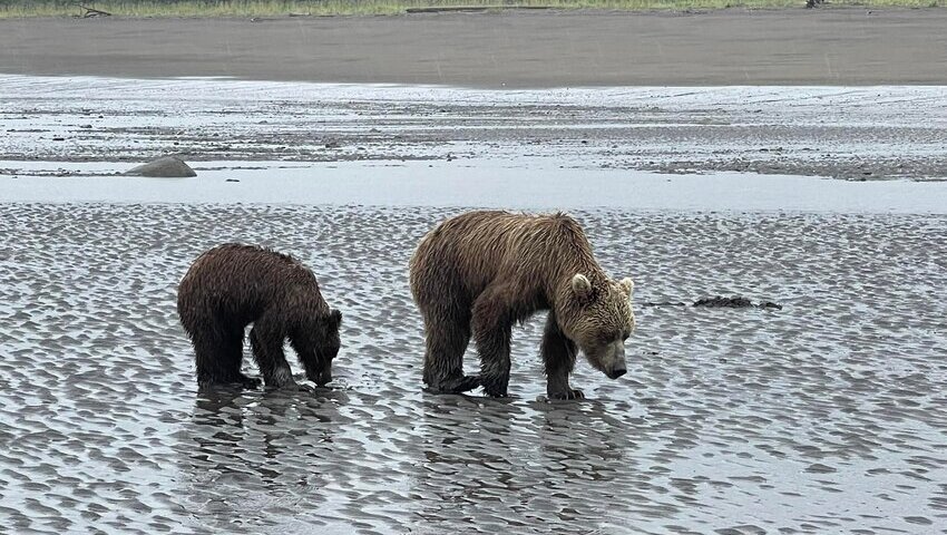 Bear Viewing in Alaska