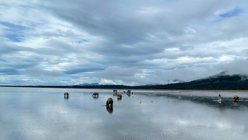 Bear Viewing in Alaska