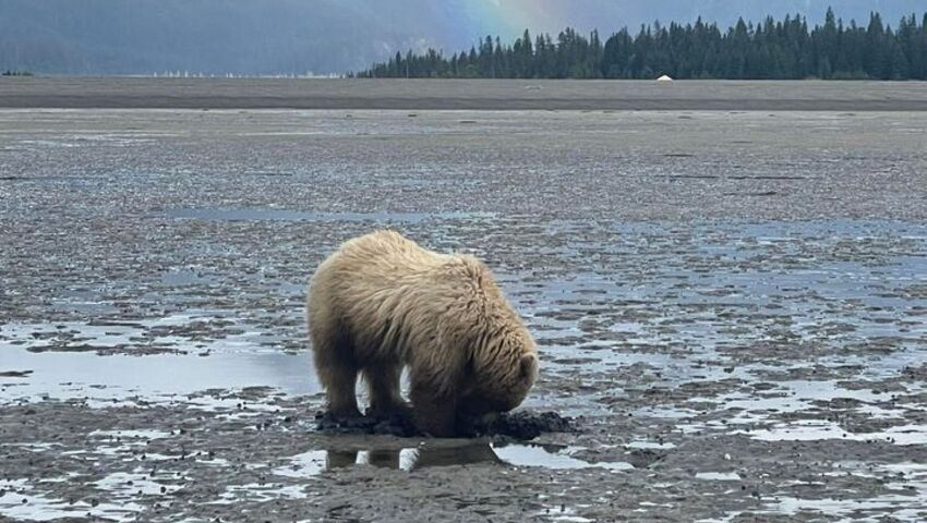 Bear Viewing in Alaska