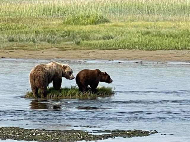 Bear Viewing in Alaska