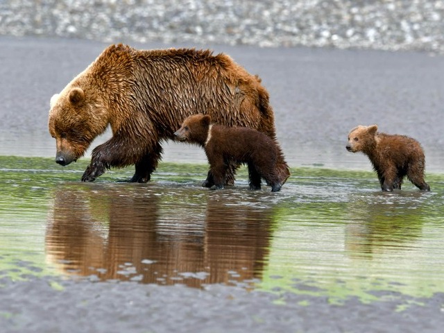 Bear Viewing in Alaska