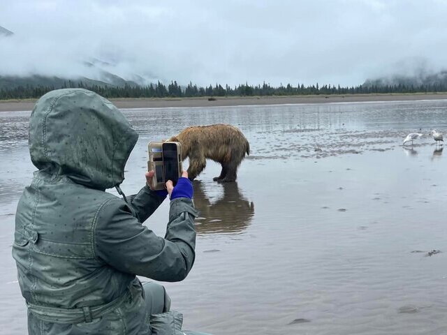 Bear Viewing in Alaska