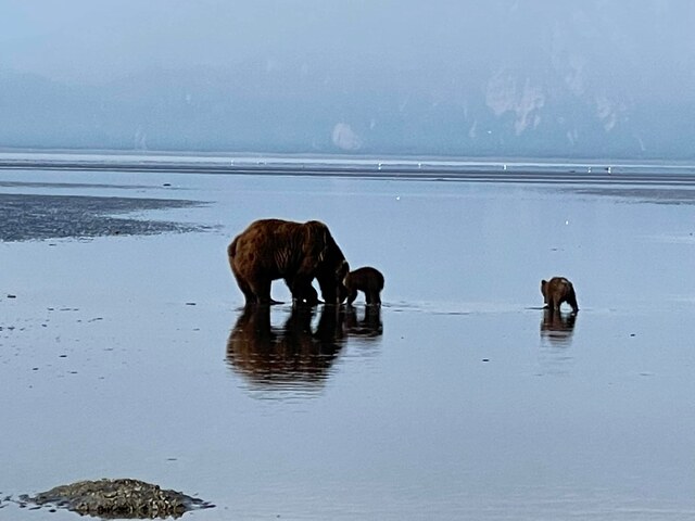 Bear Viewing in Alaska