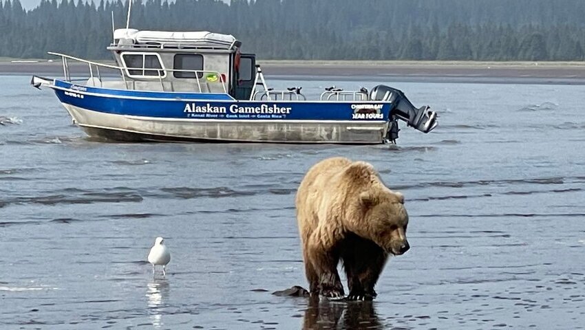 Bear Viewing in Alaska