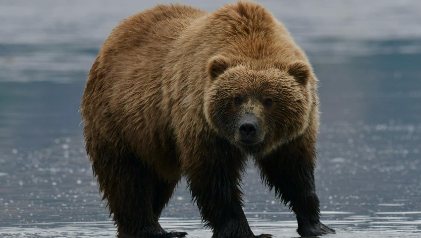 Bear Viewing in Alaska