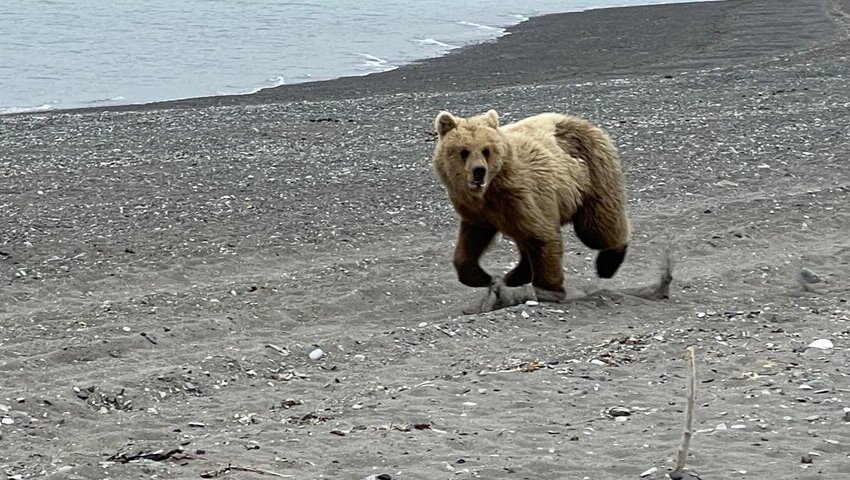 Bear Viewing in Alaska