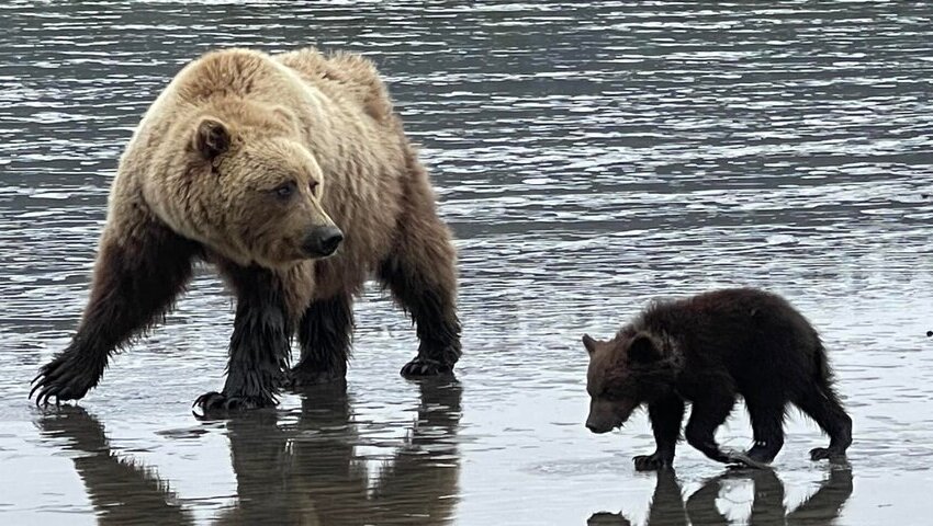 Bear Viewing in Alaska