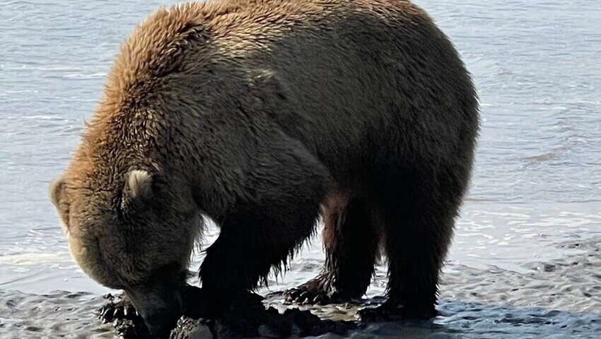 Bear Viewing in Alaska