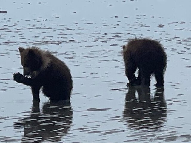 Bear Watching in Alaska