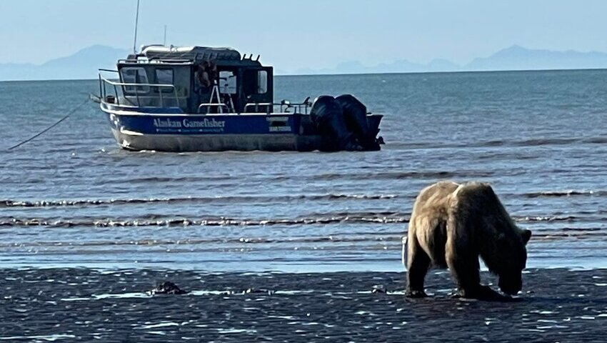 bear viewing by boat alaska