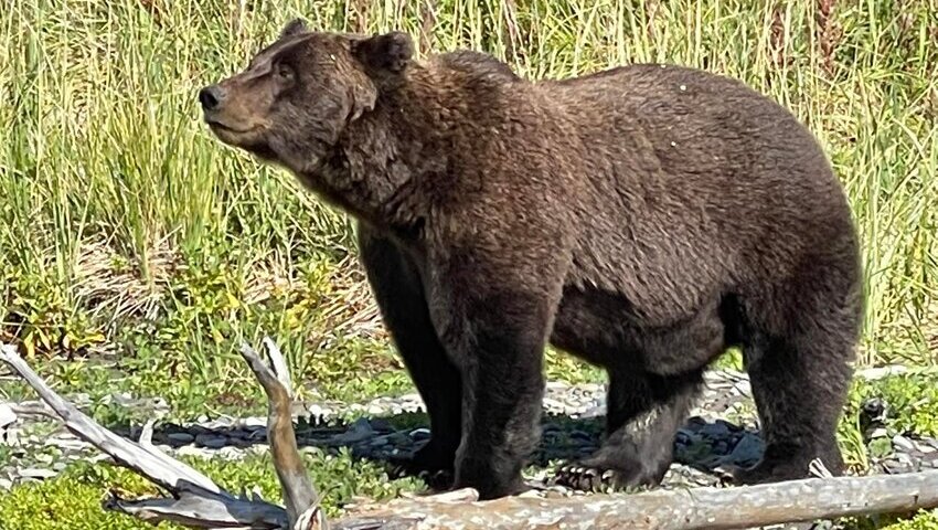 bear viewing alaska