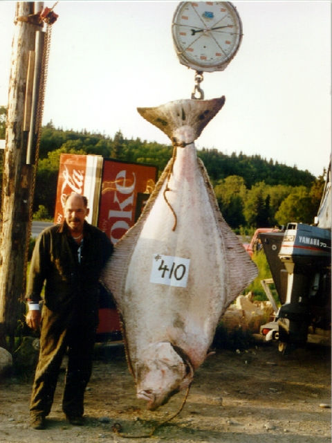 homer halibut fishing