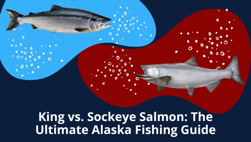 King vs. Sockeye Salmon