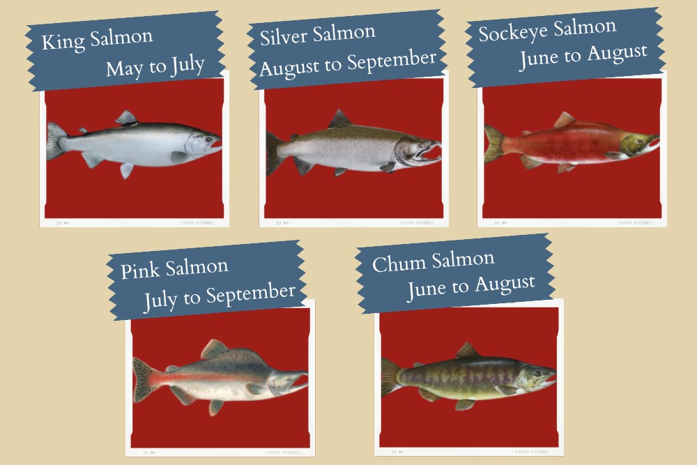 Best Time to Go Salmon Fishing