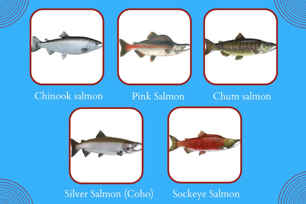 Types of Salmon