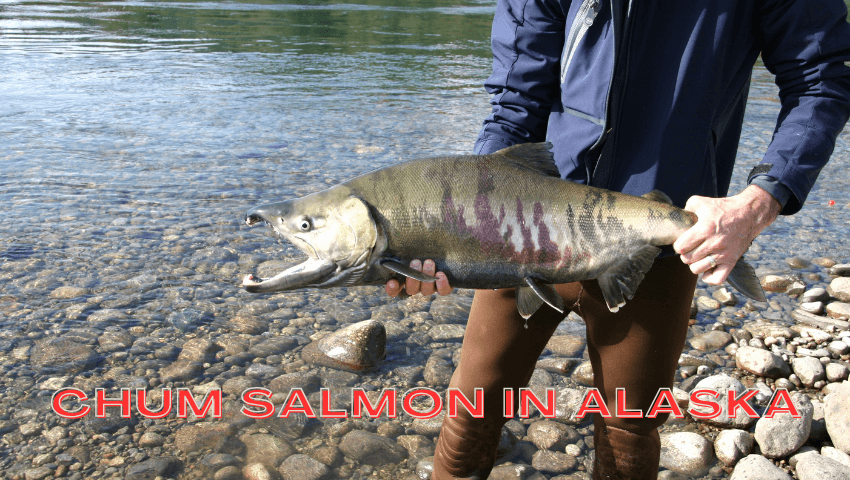 Chum Salmon in Alaska